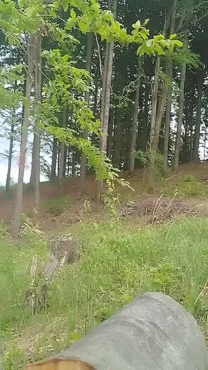 Forest Jump