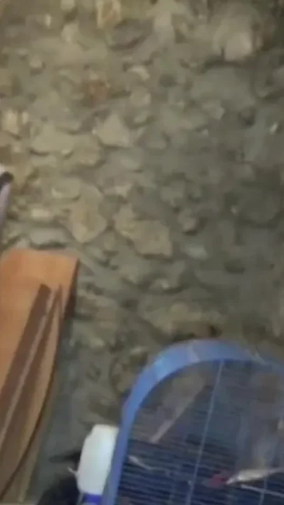 French tinkf ufkced by badboy in basement
