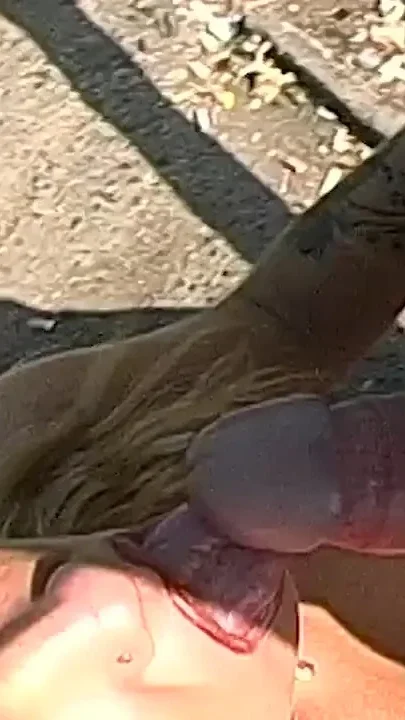 Sexy big boob blonde milf rough fucked