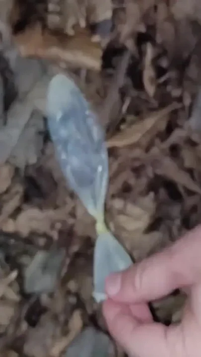 Eating Cum From Used Condom I Found