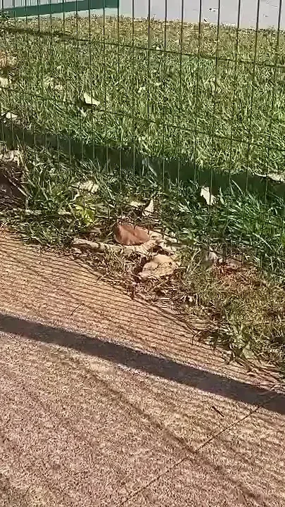 I Take My Wife To The Park To Show Off