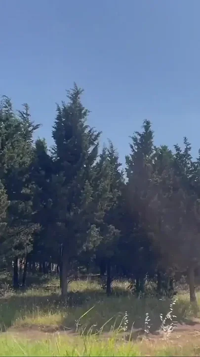 I Took Him Further Into the Forest to Fuck so That His Friends Wouldn't Hear Us