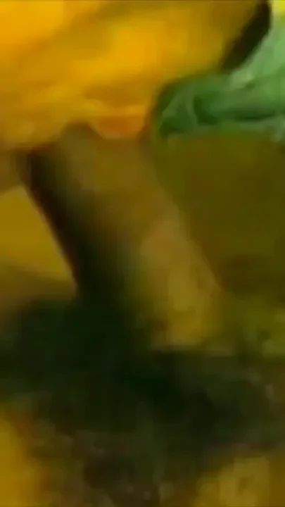 Mmmmm so good to sucked big black cock
