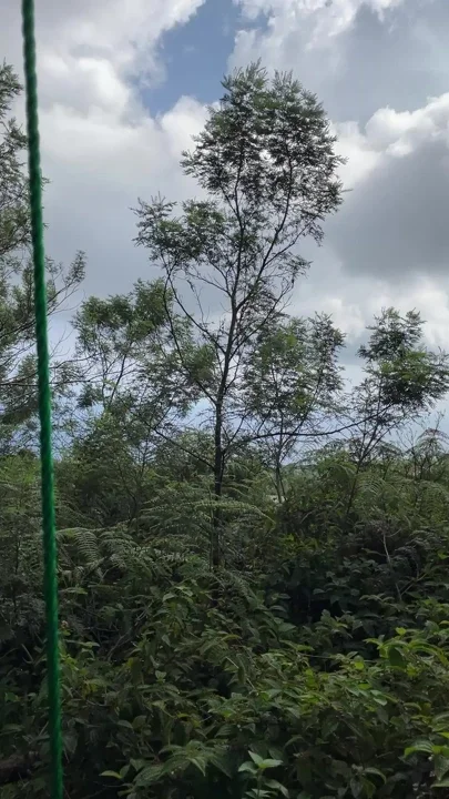Swing