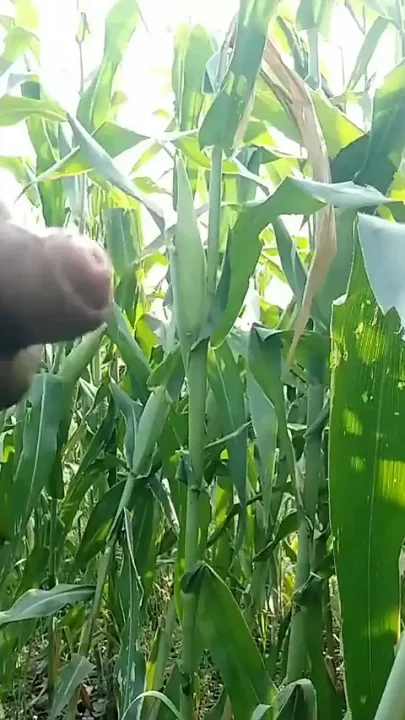 Cumming on Maize Leaf Super Cumming