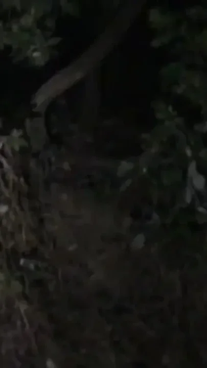 Twink fucked at night by bear in cruising forest