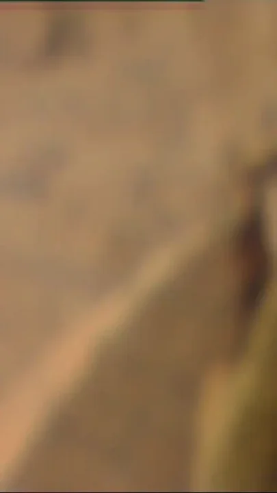 Unchained Nymphos Devouring Big Dicks