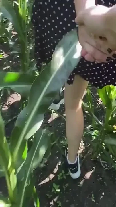 Fucks a Girl in a Field of Corn - Outdoor Sex