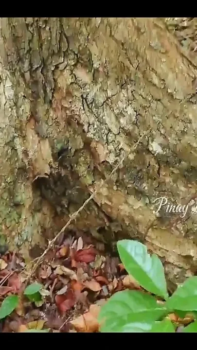 Pinay Risky Creampie in the Jungle She Squirt a Lot Hot Dirty Talk