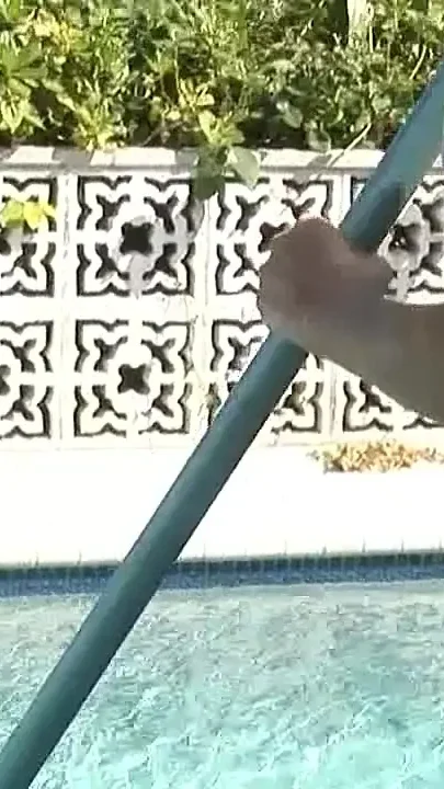 Poolside