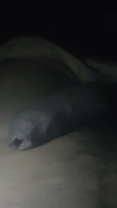 There's a big dick right now