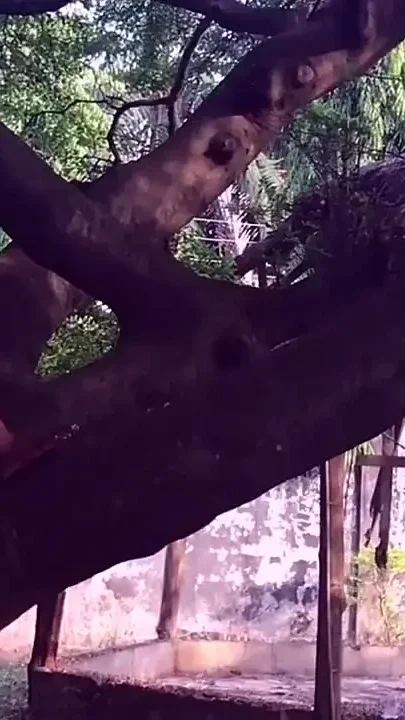 Crazy as a Fuck