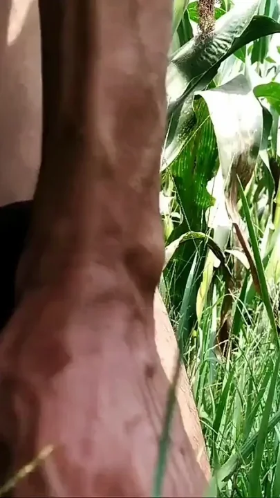 Indian Gay Big Cock Handjob in Corn Field