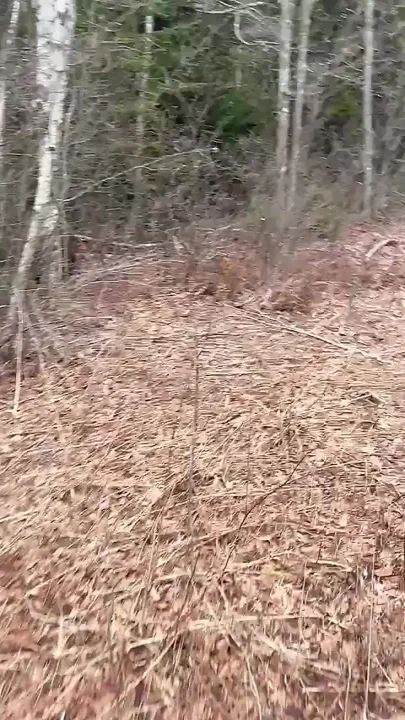 Pee Sexy on the Forest so Cool