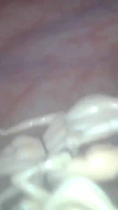 Japanese Mini Girls Anal Exploration Clip 1