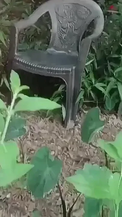 Amazing Sexy Outdoor Romantic Hot Pee Nomita Bhabhi