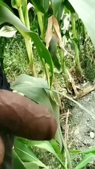 There Are Different Ways to Piss - I Love to Piss in Public Indian Village