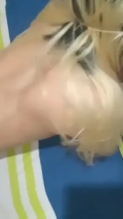 Sex Blowjob Moroccain