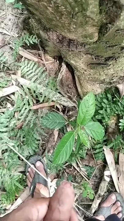 Big Cock Pissing on Tree