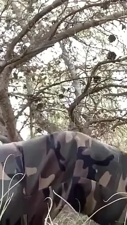 Blowjob in the Forest on the Beach
