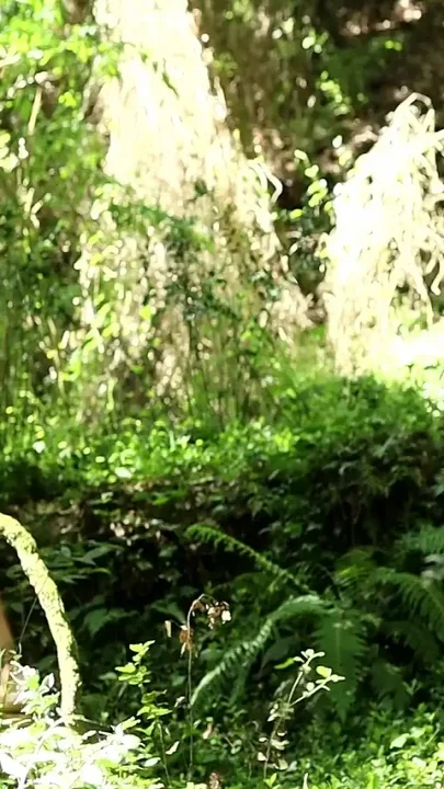 A Little Creature in the Forest