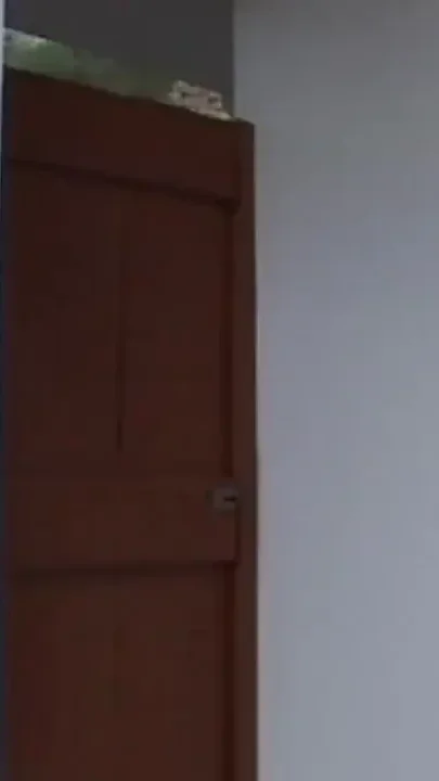 The stepbrother's cock