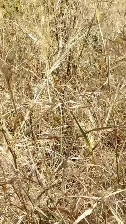 I Fucked My Old Girlfriend in the Forest
