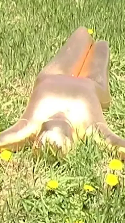 Sexy ebony babe in skintight golden spandex catsuit posing outdoor