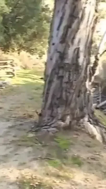 Double penetrated ass fucking party in the garden