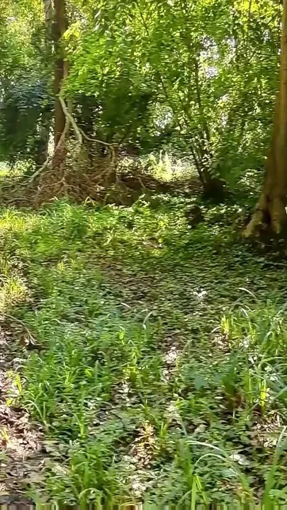 In This Pretty Woods in Bretagne France