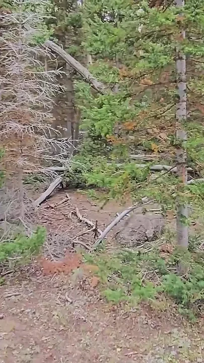 Slutty Hotwife Polyjswitch Finds Some Big Wood in the Forest