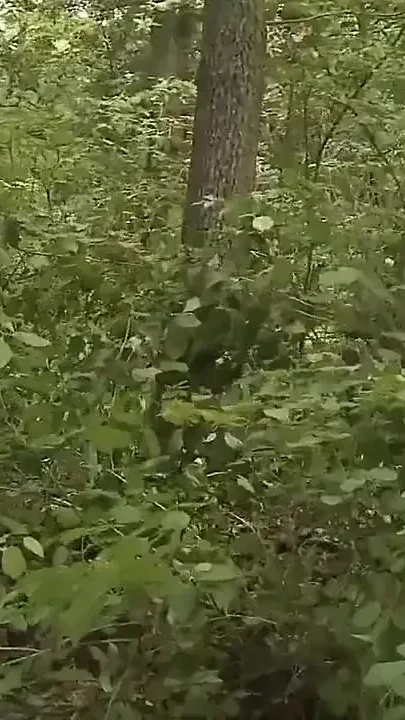 Caught in the Woods