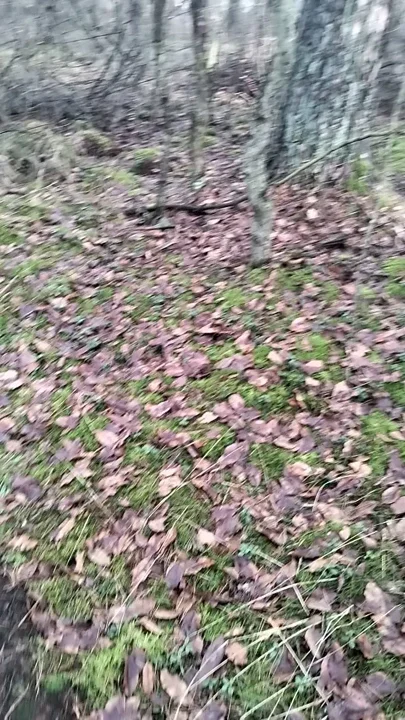Forest mushrooms