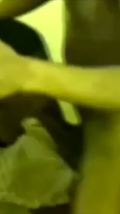 Sexy ebony bot fucked XXL black cock at home