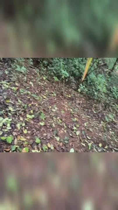 Outdoor Nude girl filming herself Bigass and boobs nudist women naked in the woods