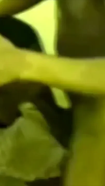 Slut fucked by amazing black huge cock