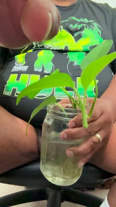 SsecnirpNailati show off the progress of a plant I'm currently rooting this for