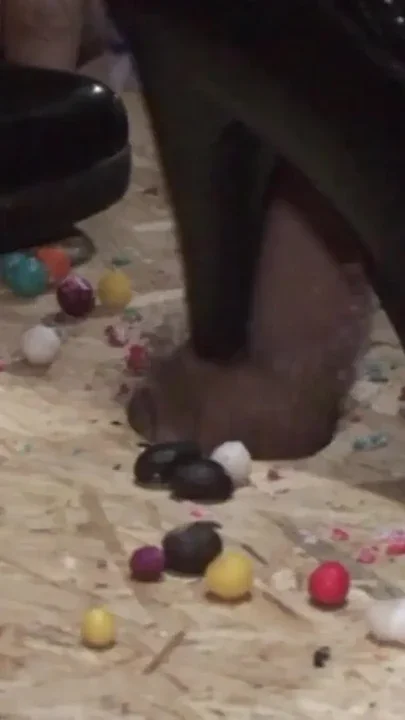 Step on the penis Clip 1