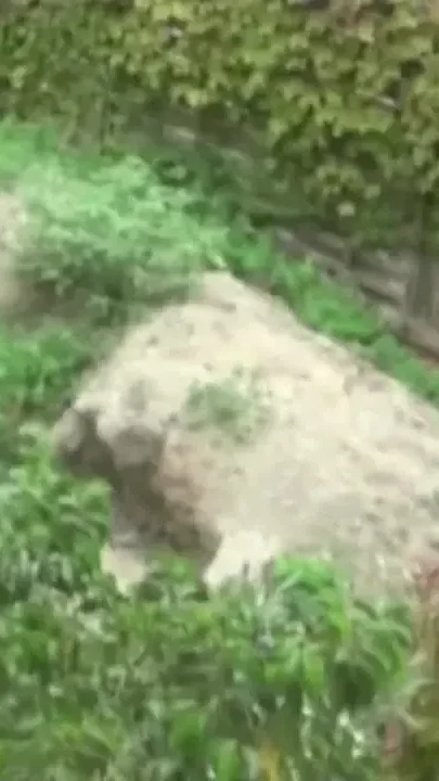 Juan Perez fucked outdoor by Bear