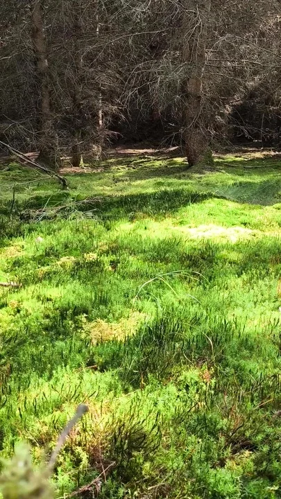 Sexy Ass showing in the Woods