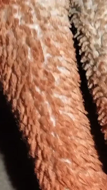 Desi bhabhi ka gand mara Clip 3