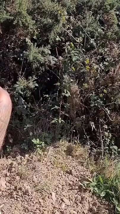 Sluts in a Woods