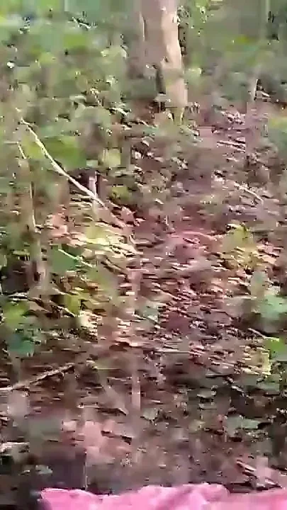 Nomita Bengali