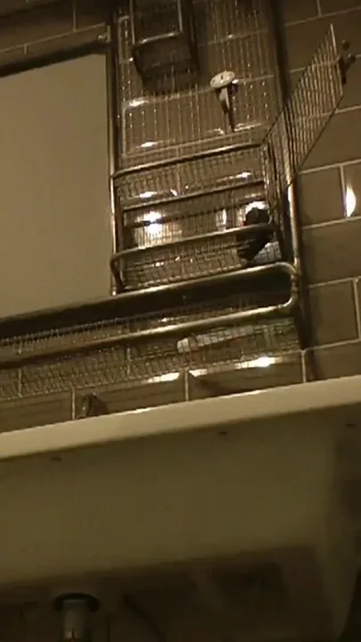 See through bra big boobs and big ass girlfriend in the bathroom shows her tight