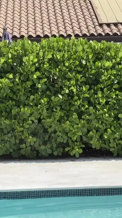 Busty Latina Neighbor Comes Over to Eat Ass and Get Fucked