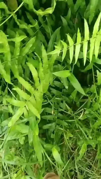 Big Cock Jerking in Beautiful Garden