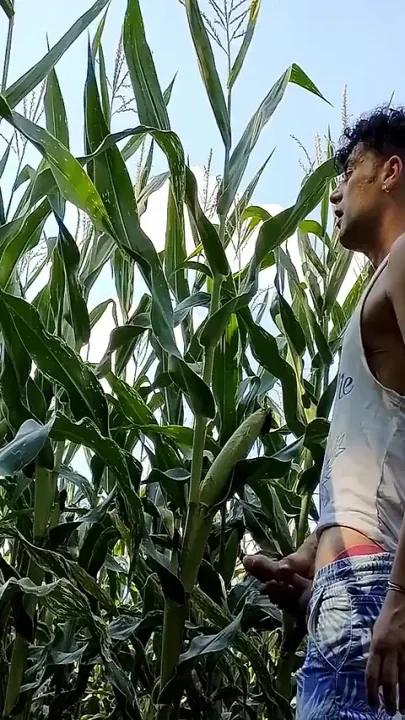 Summer Jerk off in Corn Field - Twitching Cumming Cock