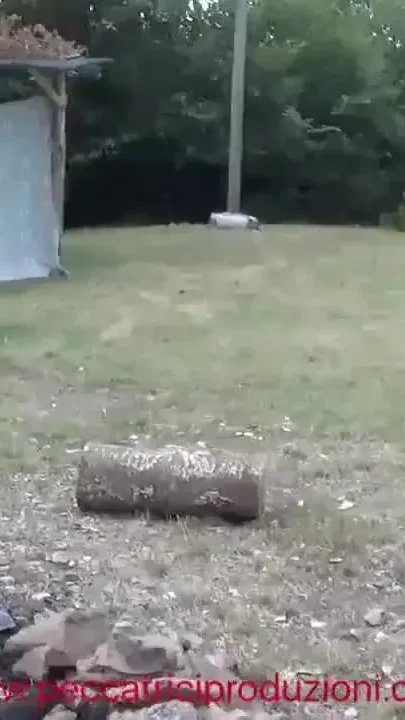Fucked at the picnic