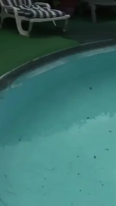 Sublime Petite Arab Slut Sunbathing Gets Analized at the Pool