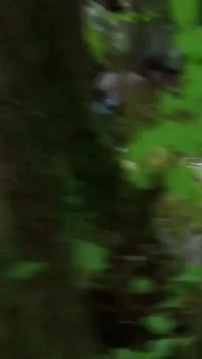 Hunter rescues a girl in the forest and fucks her as a reward